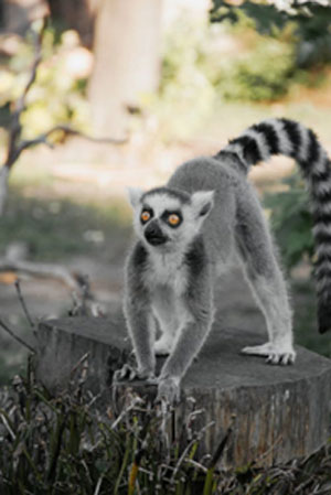 Kralj koji se svega i svakoga bojao