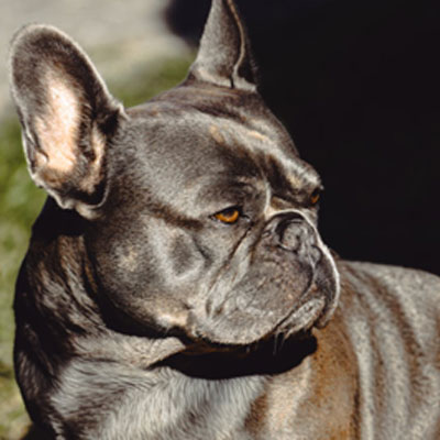 kralj-koji-nikad-nije-bio-zadovoljan